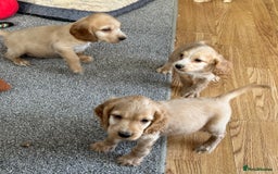 Cocker Spaniel dogs for sale: Beautiful gold cocker puppies - Image 19
