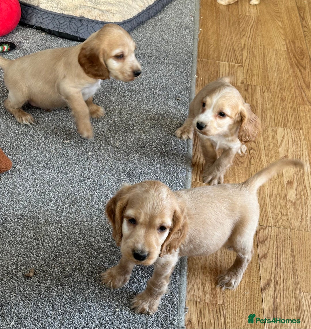 Cocker Spaniel dogs for sale: Beautiful gold cocker puppies - Image 19