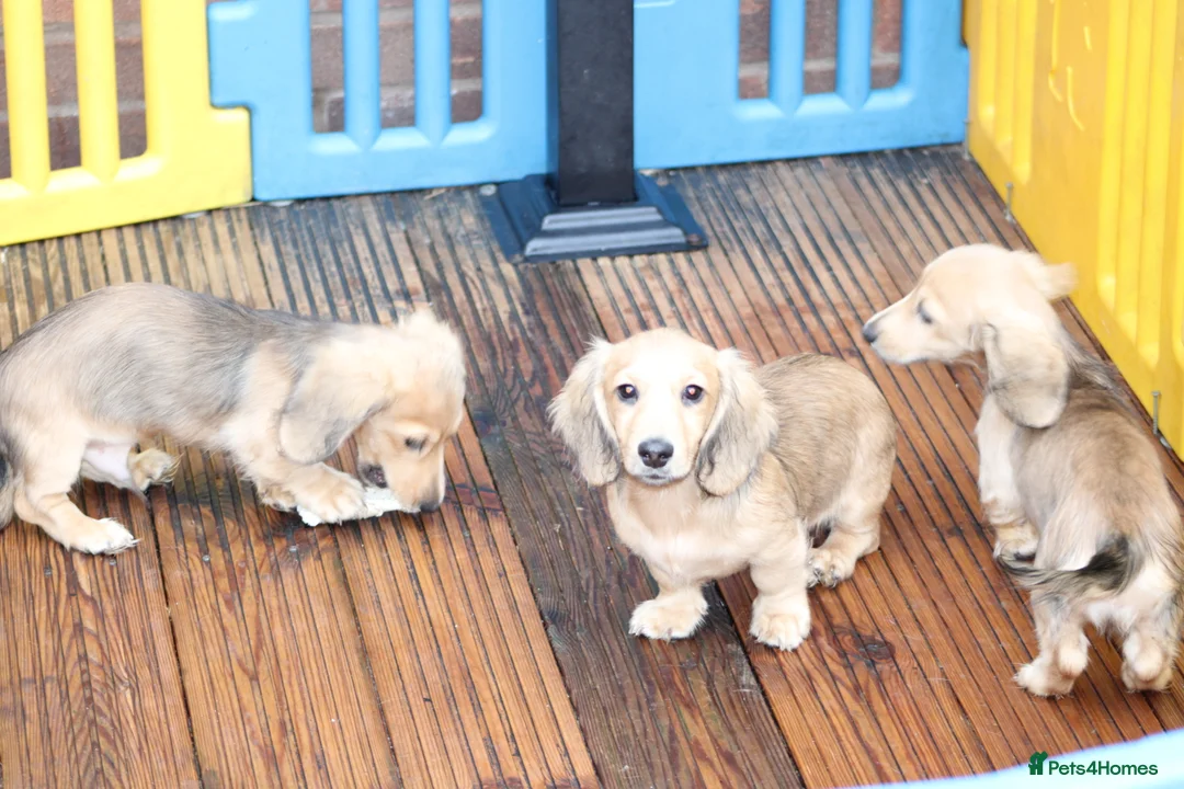 Miniature Dachshund dogs for sale: Cream  Long Hair  - Advert 12
