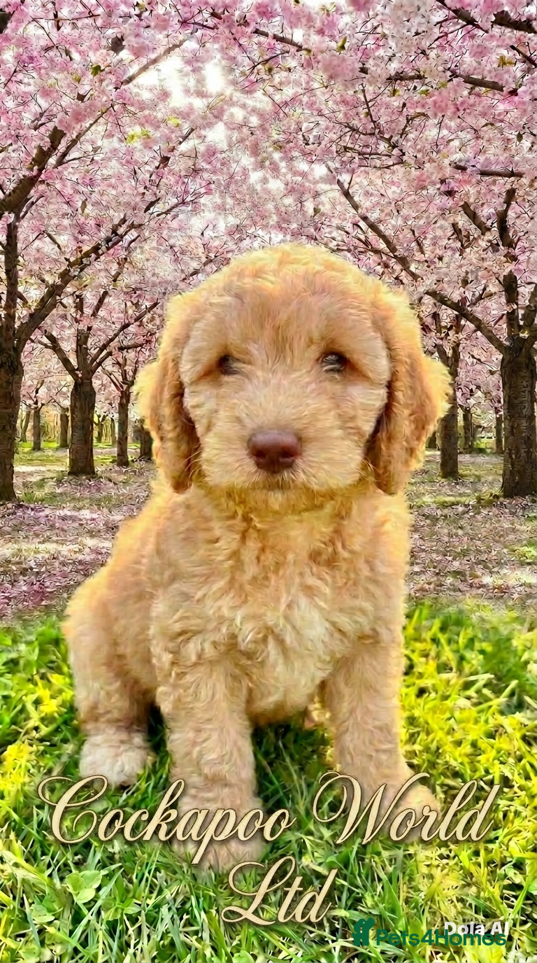 Cockapoo dogs ❤️ DNA TESTED, Last Miniature Cockapoo, Ready Now  - Advert 16