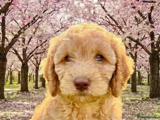 Cockapoo dogs ❤️ DNA TESTED, Last Miniature Cockapoo, Ready Now - Advert 15
