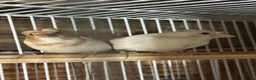 Mixed Breed birds for sale: Zebra Finches  - Advert 6