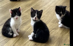 Mixed Breed cats for sale: 6 Beautiful playful kittens - Image 2