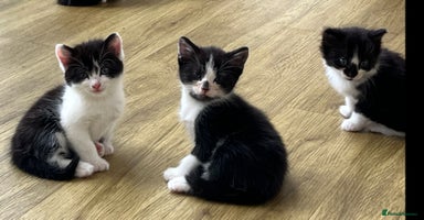 Mixed Breed cats - Advert 16