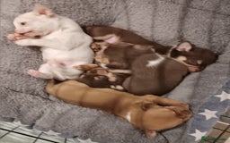 Chihuahua dogs for sale: Chihuhua pups - Image 23