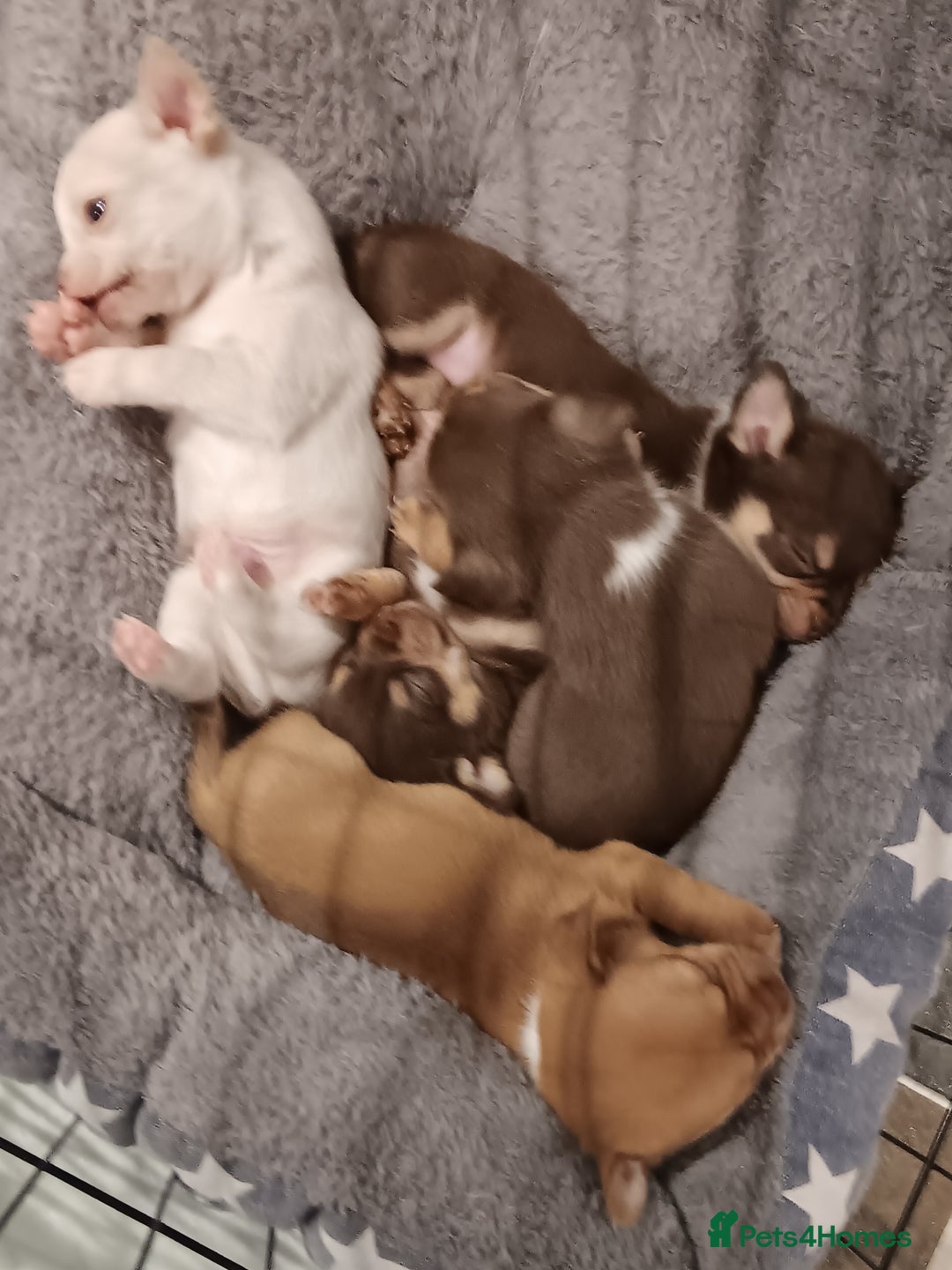 Chihuahua dogs for sale: Chihuhua pups - Image 23