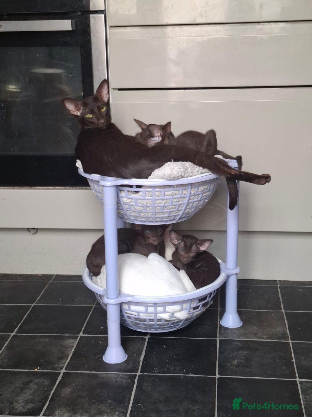 Oriental cats for sale: Stunning oriental kittens  - Image 7