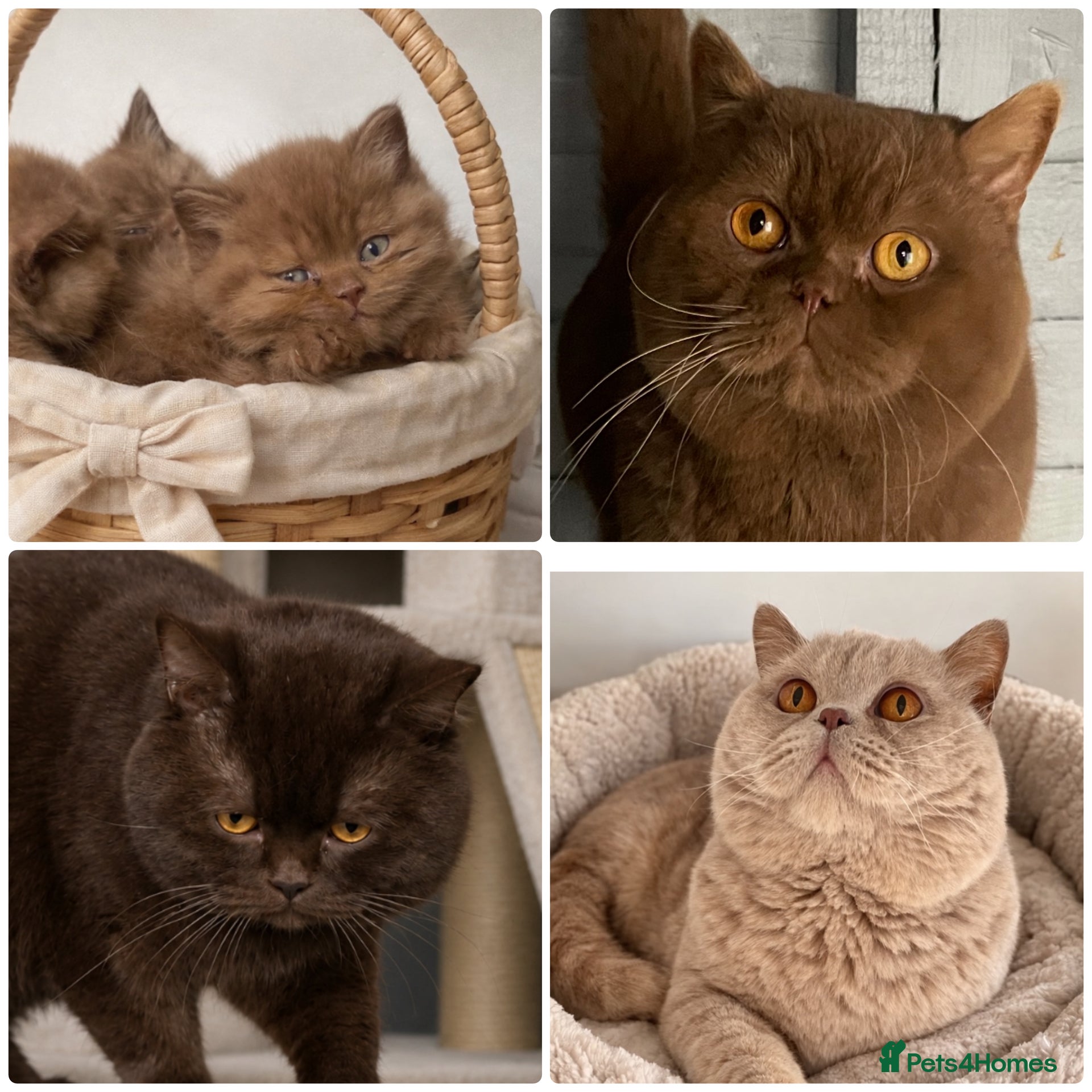 British Shorthair cats 🔥 CHOCOLATE CINNAMON FAWN STUDS EAST MIDLANDS 🔥  - Advert 1