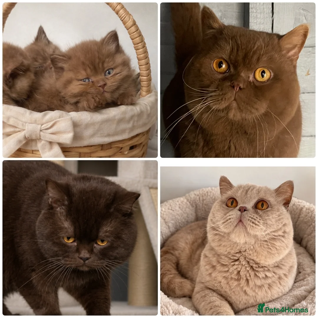 British Shorthair cats for stud: 🔥 CHOCOLATE CINNAMON FAWN STUDS EAST MIDLANDS 🔥  - Advert 1