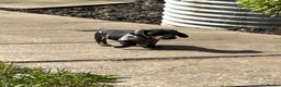 Miniature Dachshund dogs for sale: KC Registered Miniature Dachshund Puppies - Advert 5