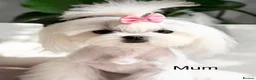 Maltipoo dogs for sale: Tiny Asian Maltipoo. DNA tested parents. - Advert 11