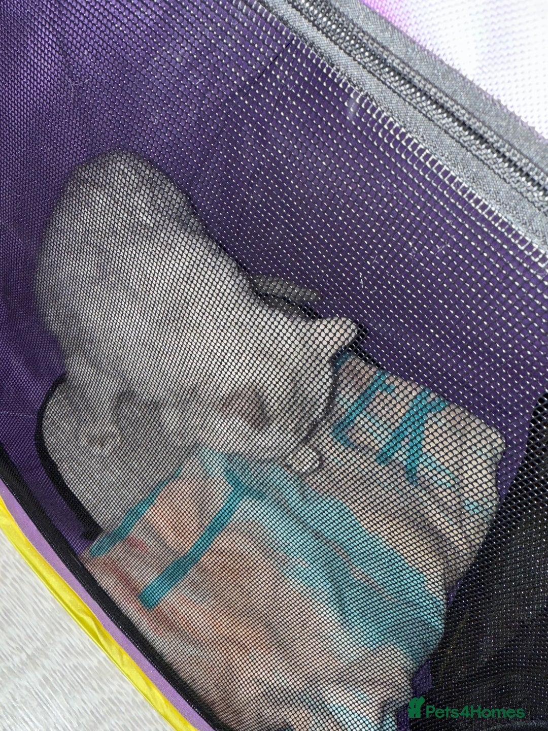 British Shorthair cats for stud: Lovely 🤍 Niko for stud - Advert 5