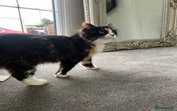 Mixed Breed cats for sale: Beautiful cat for adoption - Advert 1