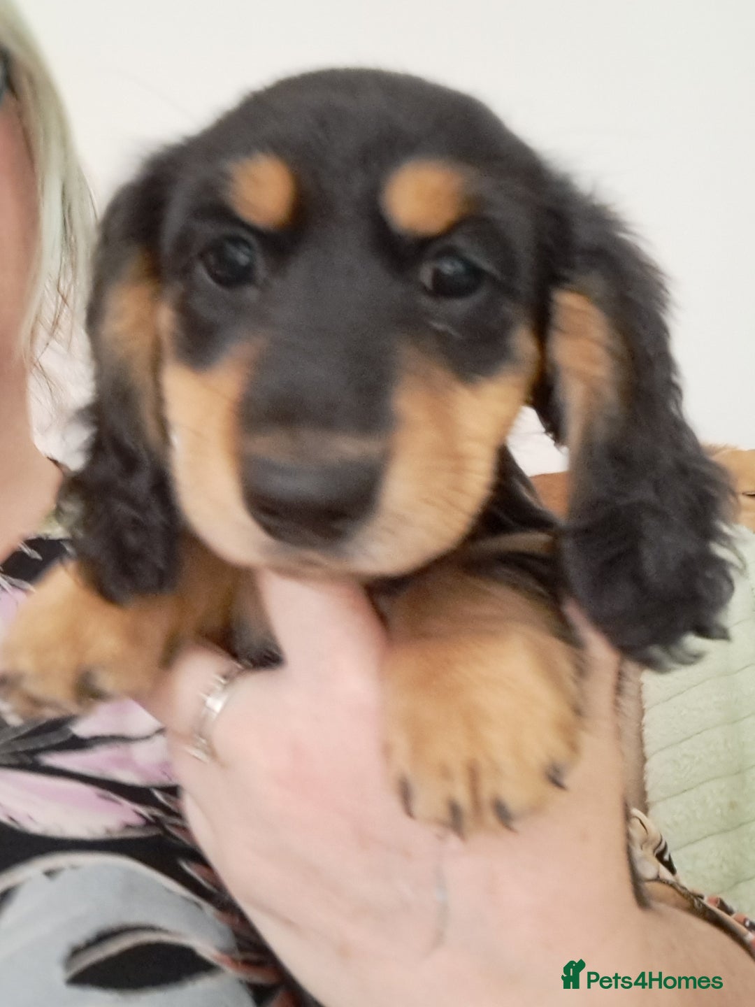 Miniature Dachshund dogs for sale: Just a boy longer coated, healthy Mini Dachshund - Image 26