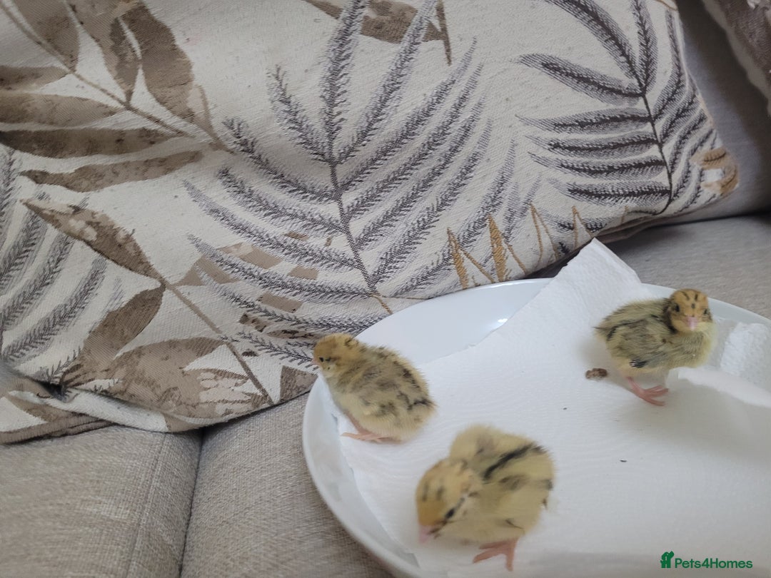 Quail poultry for sale: Quail chicks - Advert 3