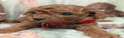 Toy Poodle dogs for stud: Asian Toy poodle -TEDDYCUP - Advert 13