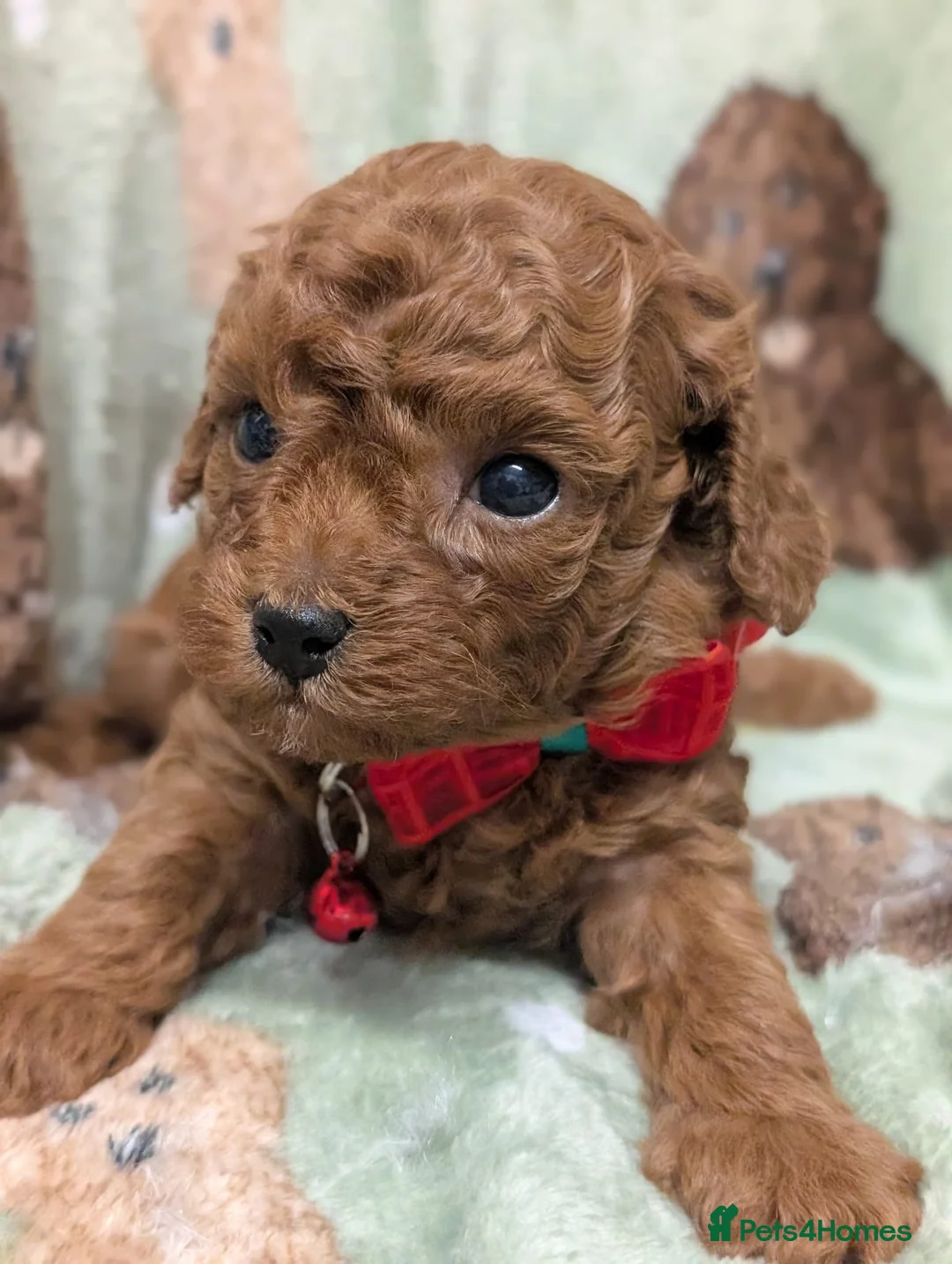 Toy Poodle dogs for stud: Asian Toy poodle -TEDDYCUP - Advert 13