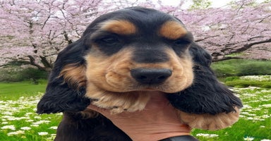 Cocker Spaniel dogs in Gainsborough - Advert 5