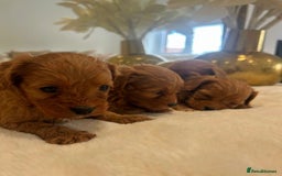 Cavapoo dogs for sale: 🐾 Red f1 Cavapoo Puppies 🐾 - Image 3