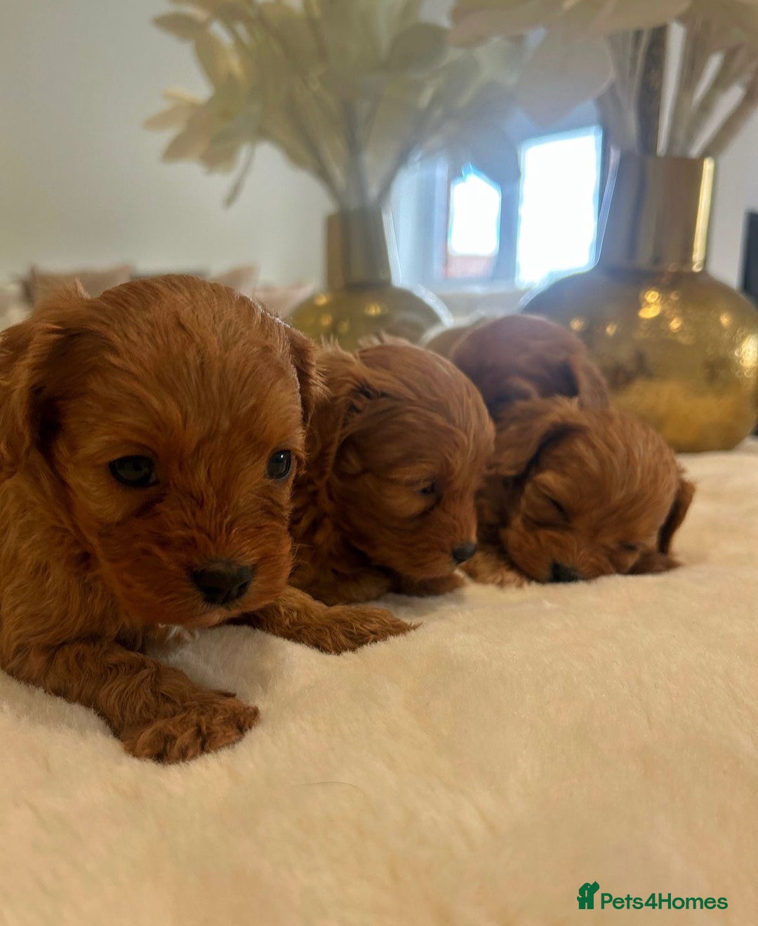 Cavapoo dogs for sale: 🐾 Red f1 Cavapoo Puppies 🐾 - Image 3