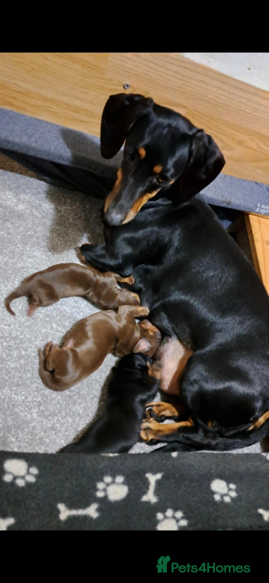 Dachshund dogs for sale: Beautiful Dachshund Puppies - Advert 39