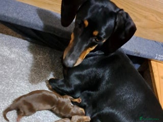 Dachshund dogs Beautiful Dachshund Puppies - Advert 5
