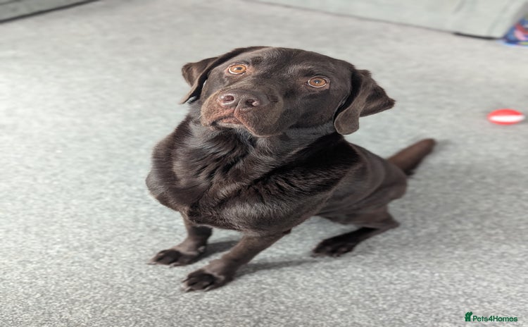 Labrador Retriever dogs - Advert 1