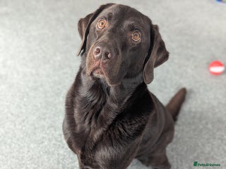 Labrador Retriever dogs - Advert 33