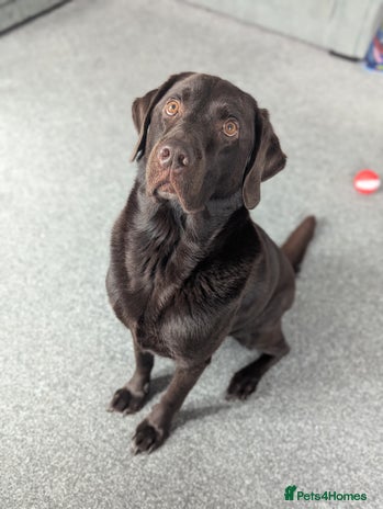 Labrador Retriever dogs - Advert 8