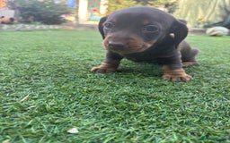 Miniature Dachshund dogs for sale: 3 gorgeous Chocolate and tan Girls  - Image 5