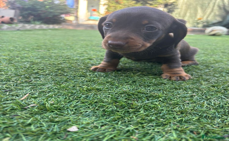Miniature Dachshund dogs - Advert 16