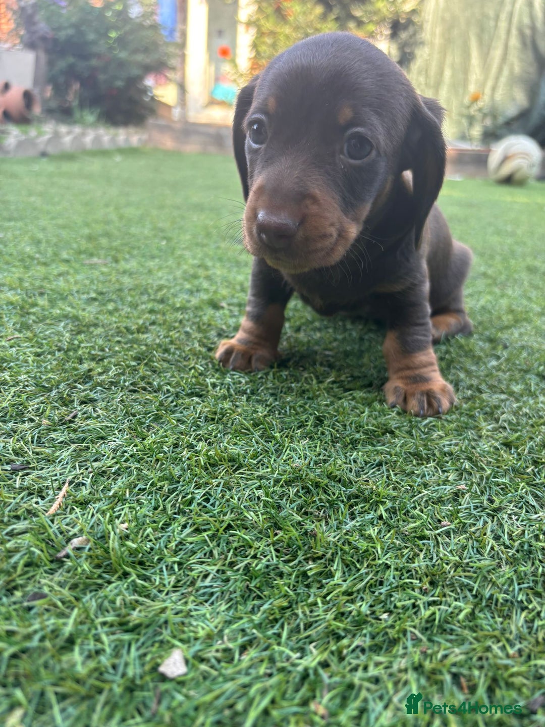 Miniature Dachshund dogs for sale: 3 gorgeous Chocolate and tan Girls  - Image 5