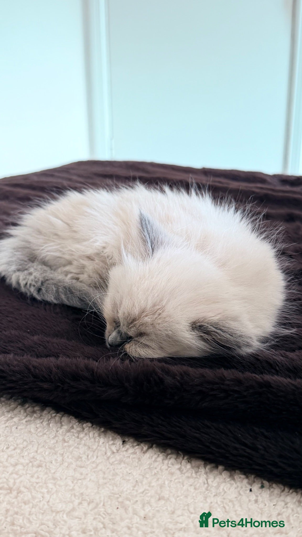 Ragdoll cats Last remaining male ragdoll  - Advert 2