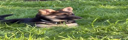 German Shepherd dogs for sale: Female German Shepard - Advert 6