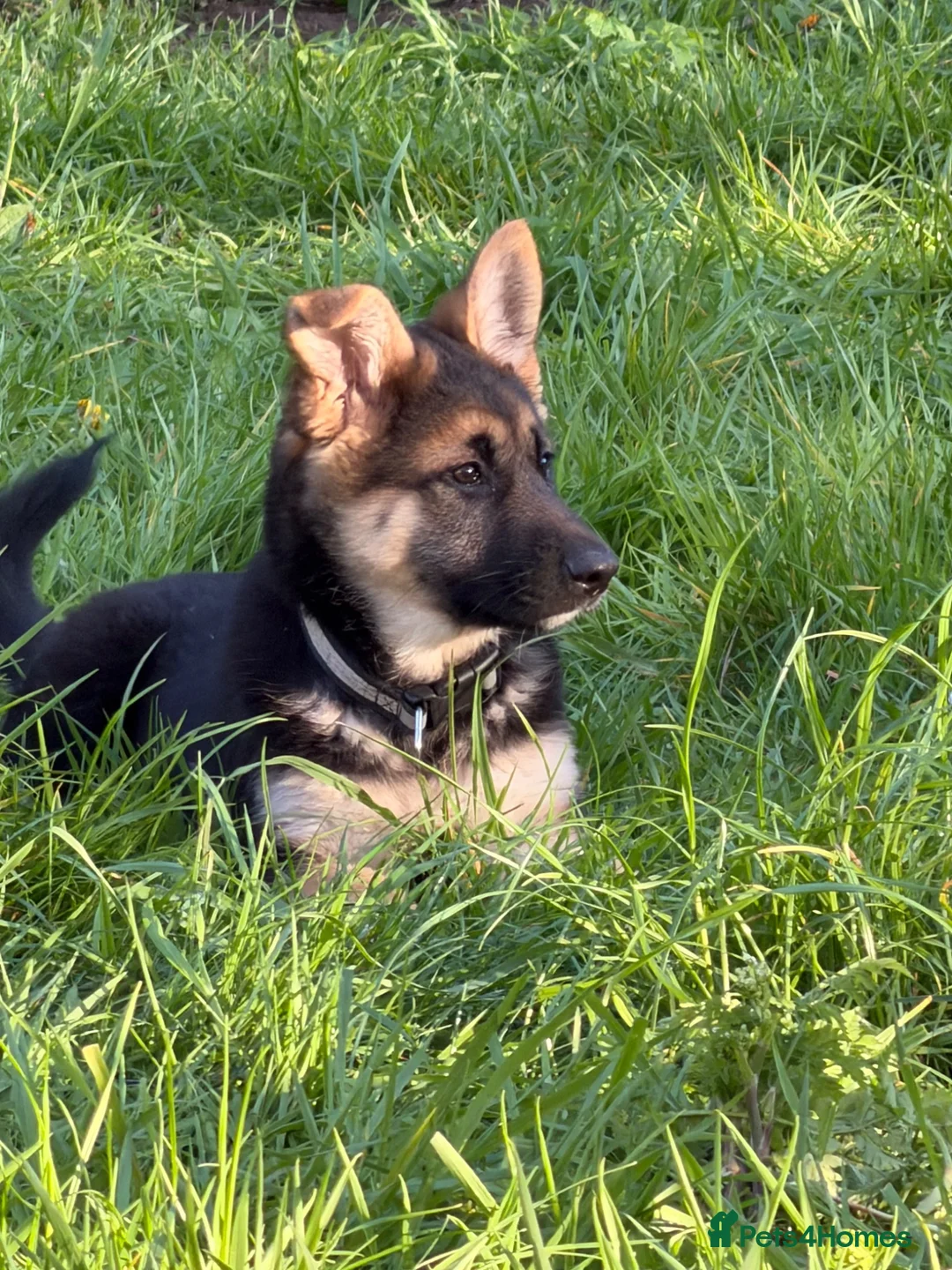 German Shepherd dogs for sale: Female German Shepard - Advert 6