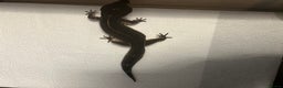 Leopard Gecko reptiles for sale: 3 x pure black night leopard geckos - Advert 15