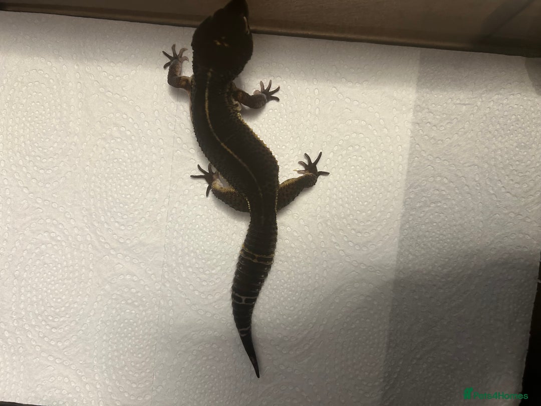 Leopard Gecko reptiles for sale: 3 x pure black night leopard geckos - Advert 15
