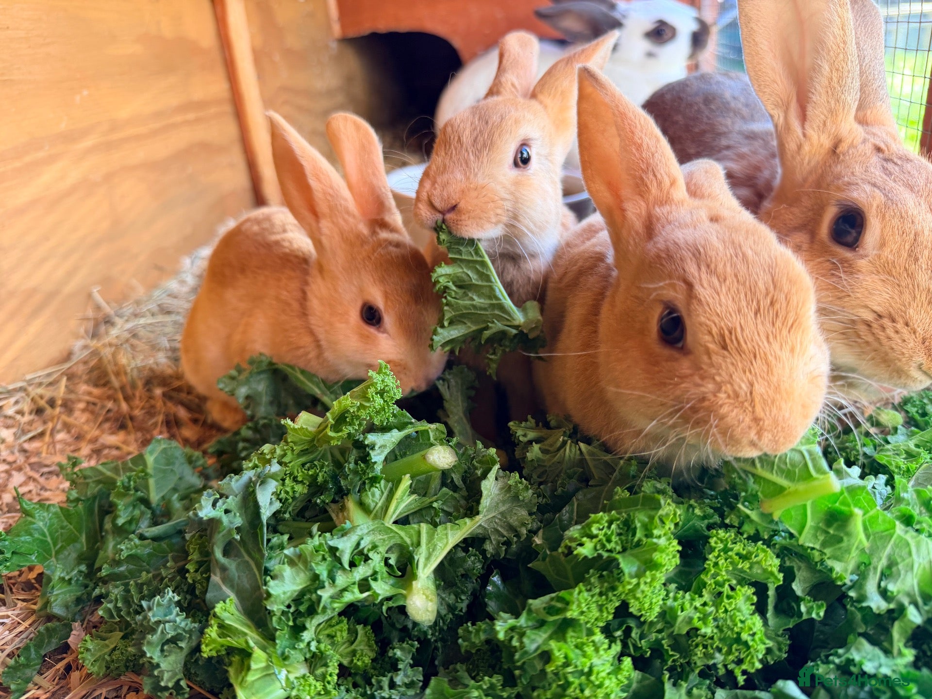 Rex rabbits for sale: 3 Rex baby rabbits - Advert 9
