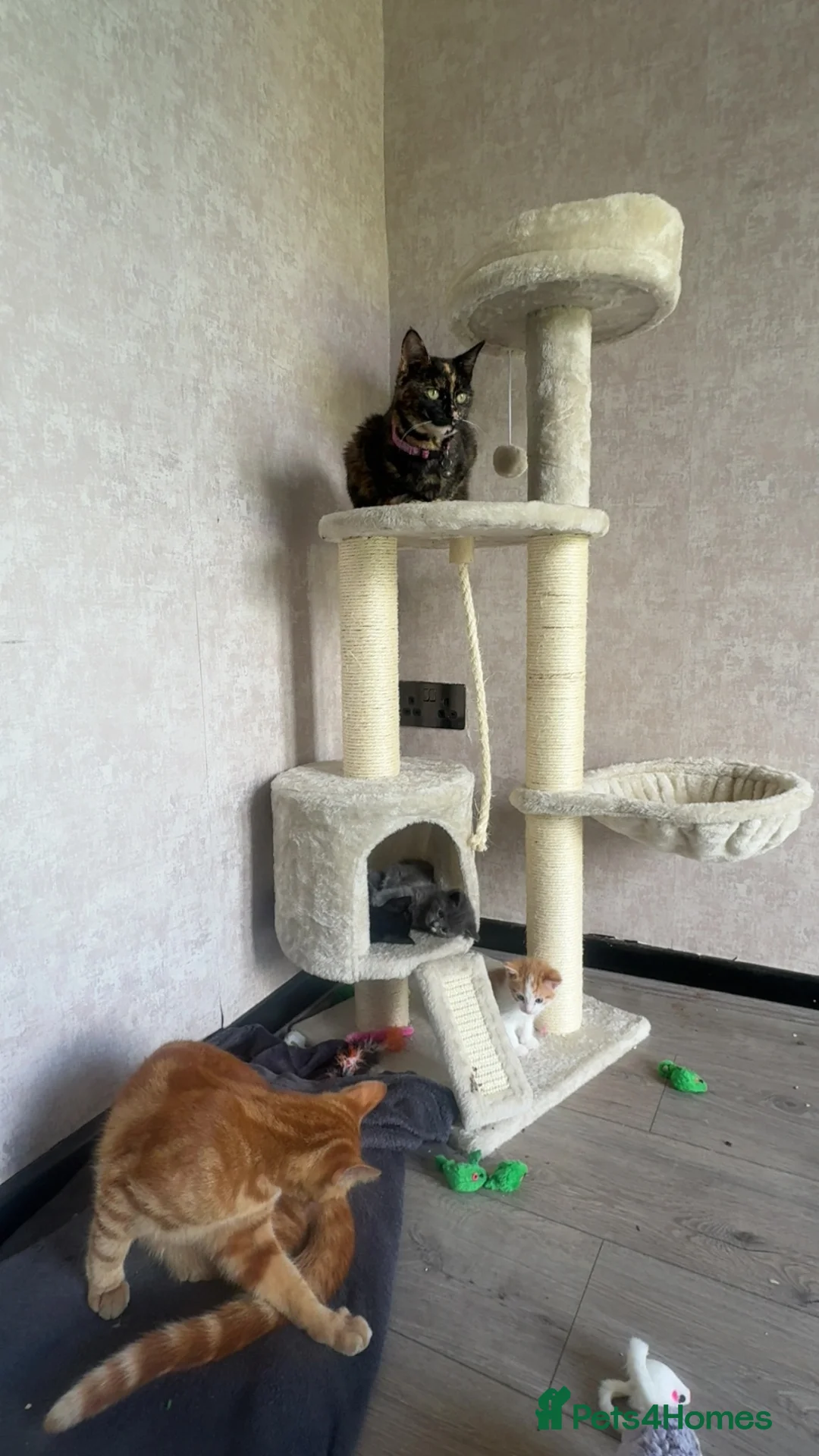 British Shorthair cats for sale: ✨Beautiful Kittens Ready for Their New Homes ✨ in Heckmondwike - Advert 10