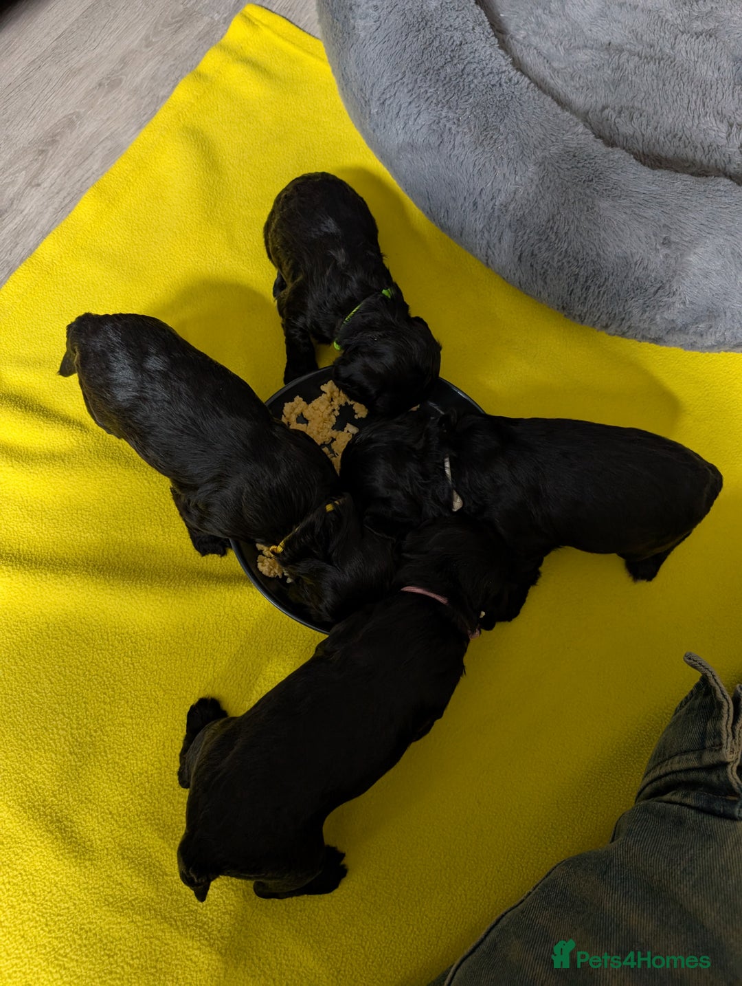 Cockapoo dogs for sale: We have Four Beautiful Cockerpoo Puppies Available - Image 21