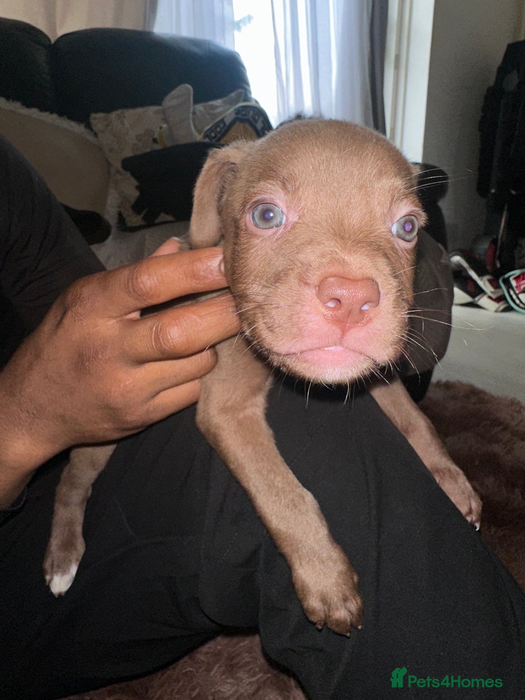 Mixed Breed dogs for sale: Mixed breed for cheap  - Image 23