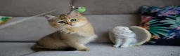 British Shorthair cats for sale: 💙British shorthair kittens ready now💙 - Advert 5