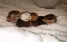 British Shorthair cats for sale: Chunky British shorthair  - Advert 11