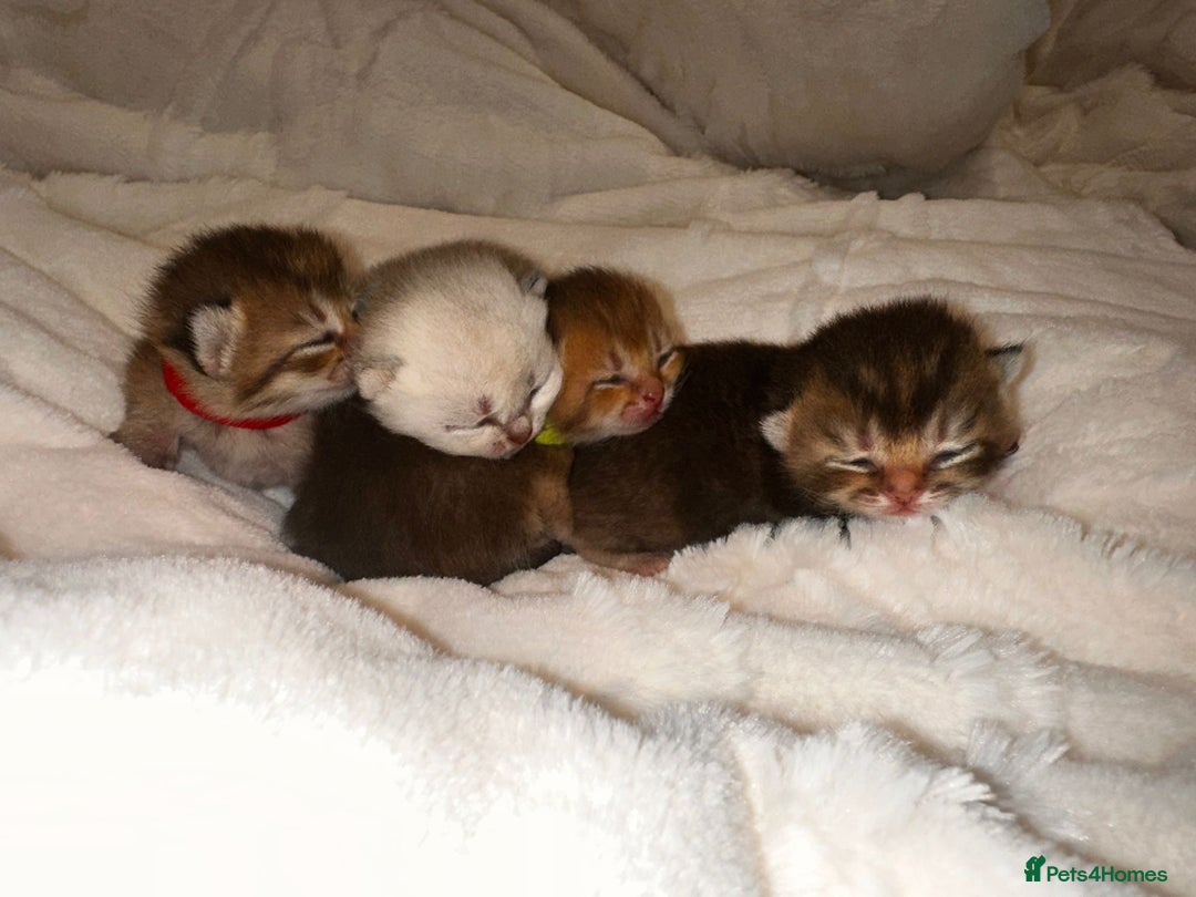 British Shorthair cats for sale: Chunky British shorthair  - Advert 11