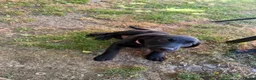 Labrador Retriever dogs for sale: 4 gorgeous Labrador puppies  - Advert 4