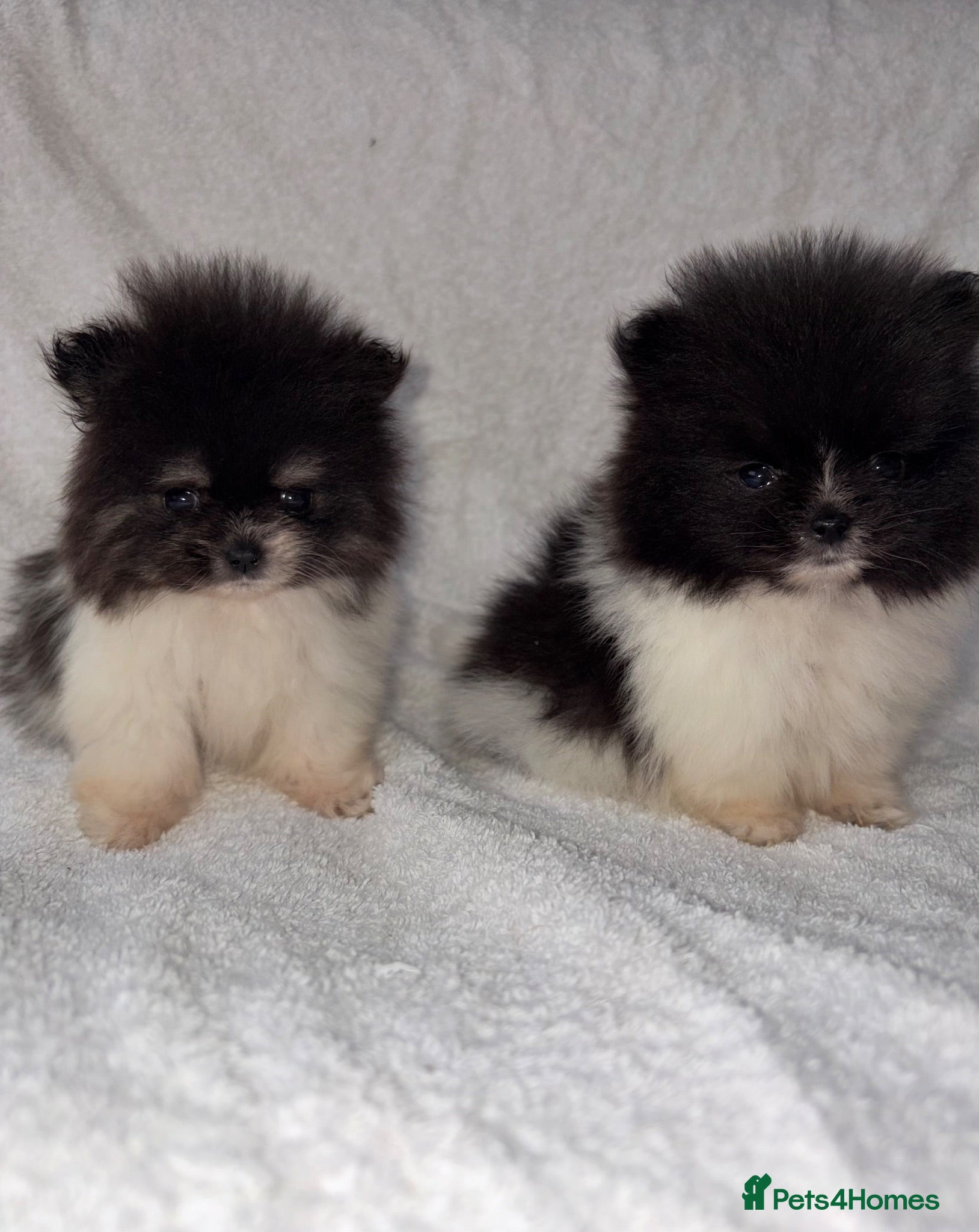 Pomeranian dogs Pomeranian puppy’s  - Advert 1