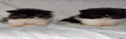 Pomeranian dogs for sale: Pomeranian puppy’s  - Advert 1