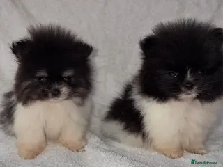 Pomeranian dogs Pomeranian puppy’s - Advert 6