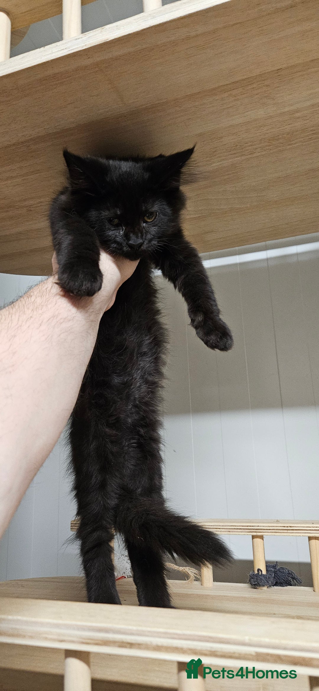 Maine Coon cats for sale: Tica registered maine coon giants kittens £1300 - Image 17