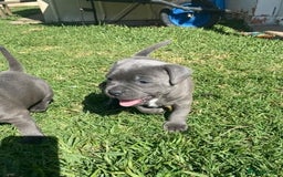 Staffordshire Bull Terrier dogs for sale: English Staffordshire Bull Terrier (English Staffy - Image 1